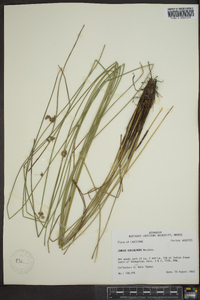 Juncus coriaceus image