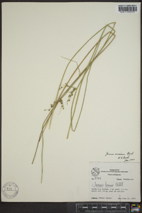 Juncus coriaceus image