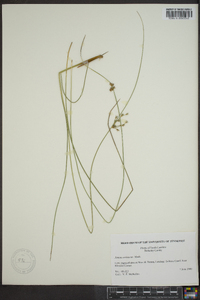 Juncus coriaceus image