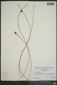 Juncus coriaceus image