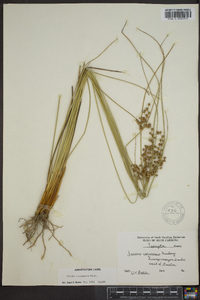 Juncus coriaceus image