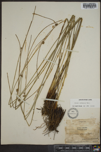 Juncus coriaceus image