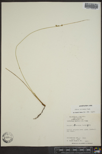 Juncus coriaceus image