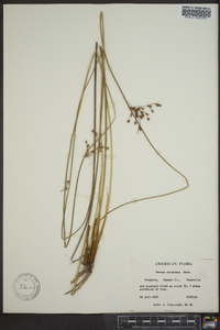 Juncus coriaceus image