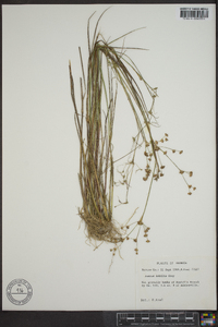 Juncus debilis image