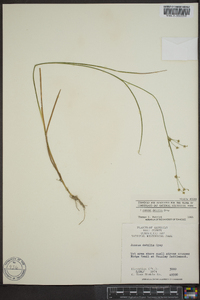 Juncus debilis image