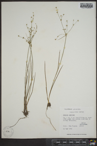 Juncus debilis image