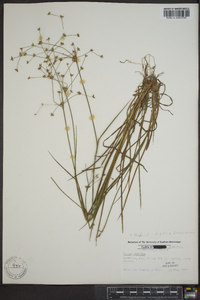 Juncus debilis image