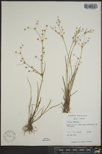 Juncus debilis image