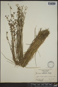 Juncus debilis image