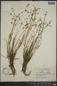 Juncus debilis image