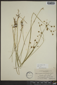 Juncus debilis image