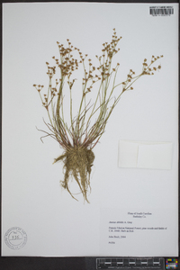 Juncus debilis image