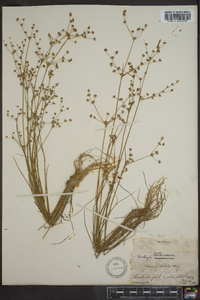 Juncus debilis image