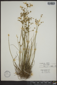 Juncus debilis image