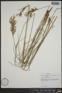 Juncus dichotomus image