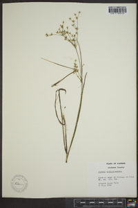 Juncus diffusissimus image