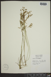 Juncus diffusissimus image