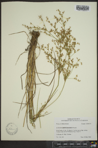 Juncus diffusissimus image