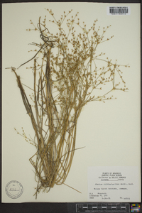 Juncus diffusissimus image