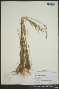 Juncus diffusissimus image