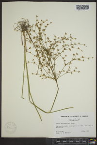 Juncus diffusissimus image