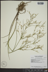 Juncus diffusissimus image