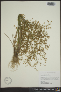 Juncus diffusissimus image