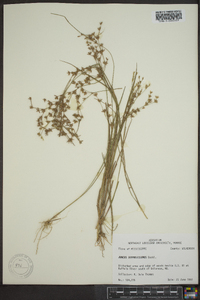 Juncus diffusissimus image