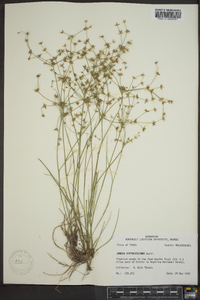 Juncus diffusissimus image