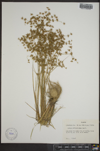 Juncus diffusissimus image