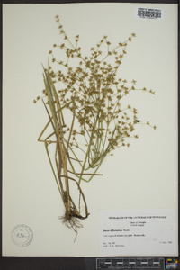 Juncus diffusissimus image