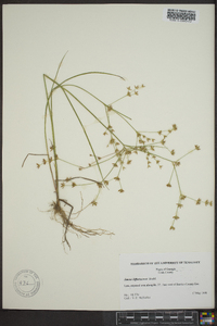 Juncus diffusissimus image