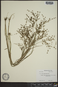 Juncus diffusissimus image