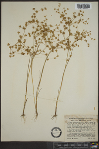 Juncus diffusissimus image