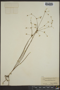 Juncus diffusissimus image