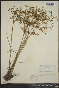 Juncus diffusissimus image