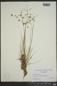 Juncus diffusissimus image