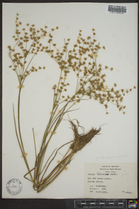 Juncus diffusissimus image