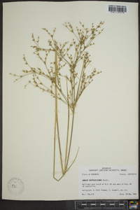 Juncus diffusissimus image