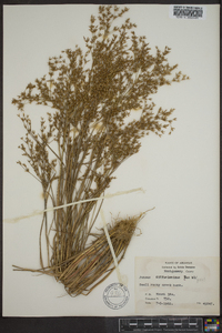 Juncus diffusissimus image