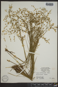 Juncus diffusissimus image