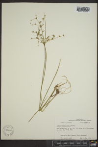 Juncus diffusissimus image