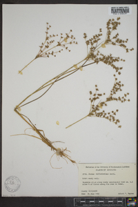 Juncus diffusissimus image