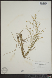 Juncus diffusissimus image