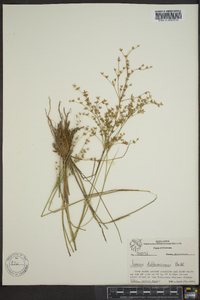 Juncus diffusissimus image