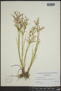 Juncus diffusissimus image