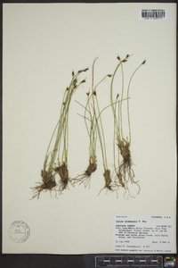 Juncus drummondi image