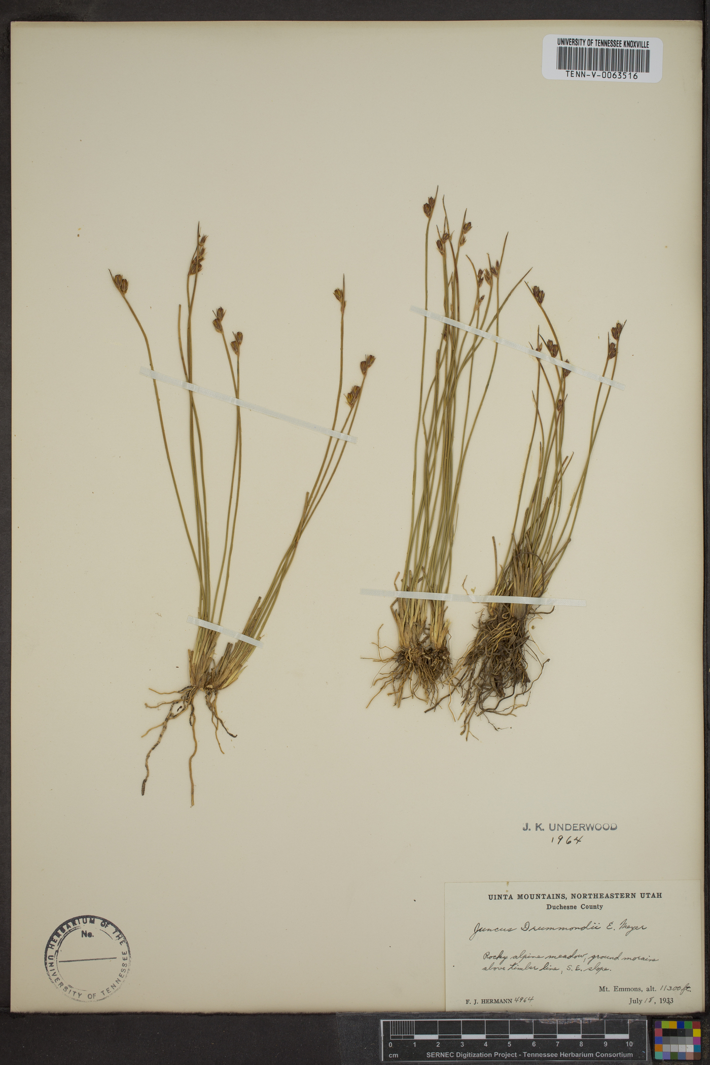 Juncus drummondi image