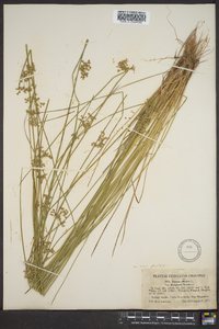 Juncus effusus var. pylaei image